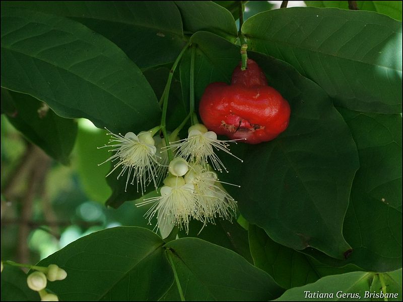 water apple