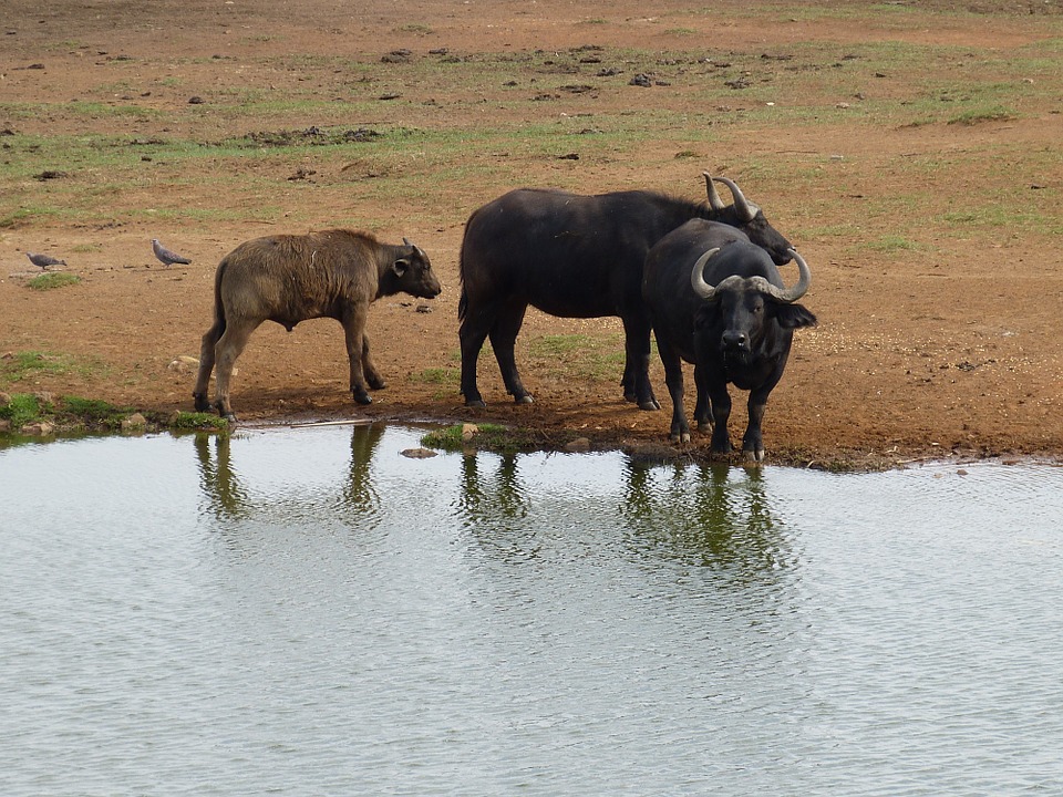 water buffalo