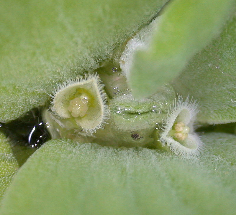 water cabbage