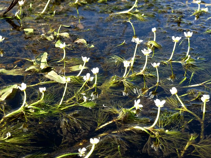 water crowfoot