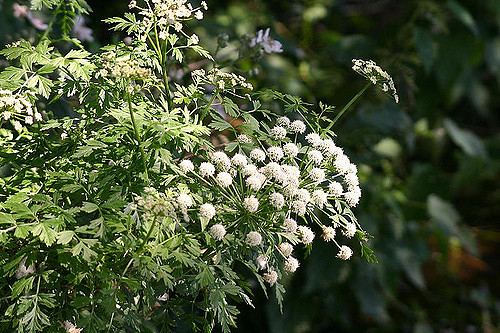 water dropwort