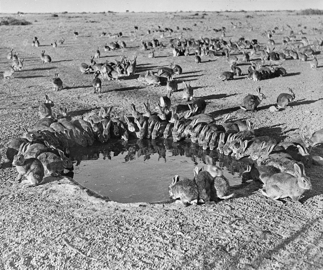 water hole