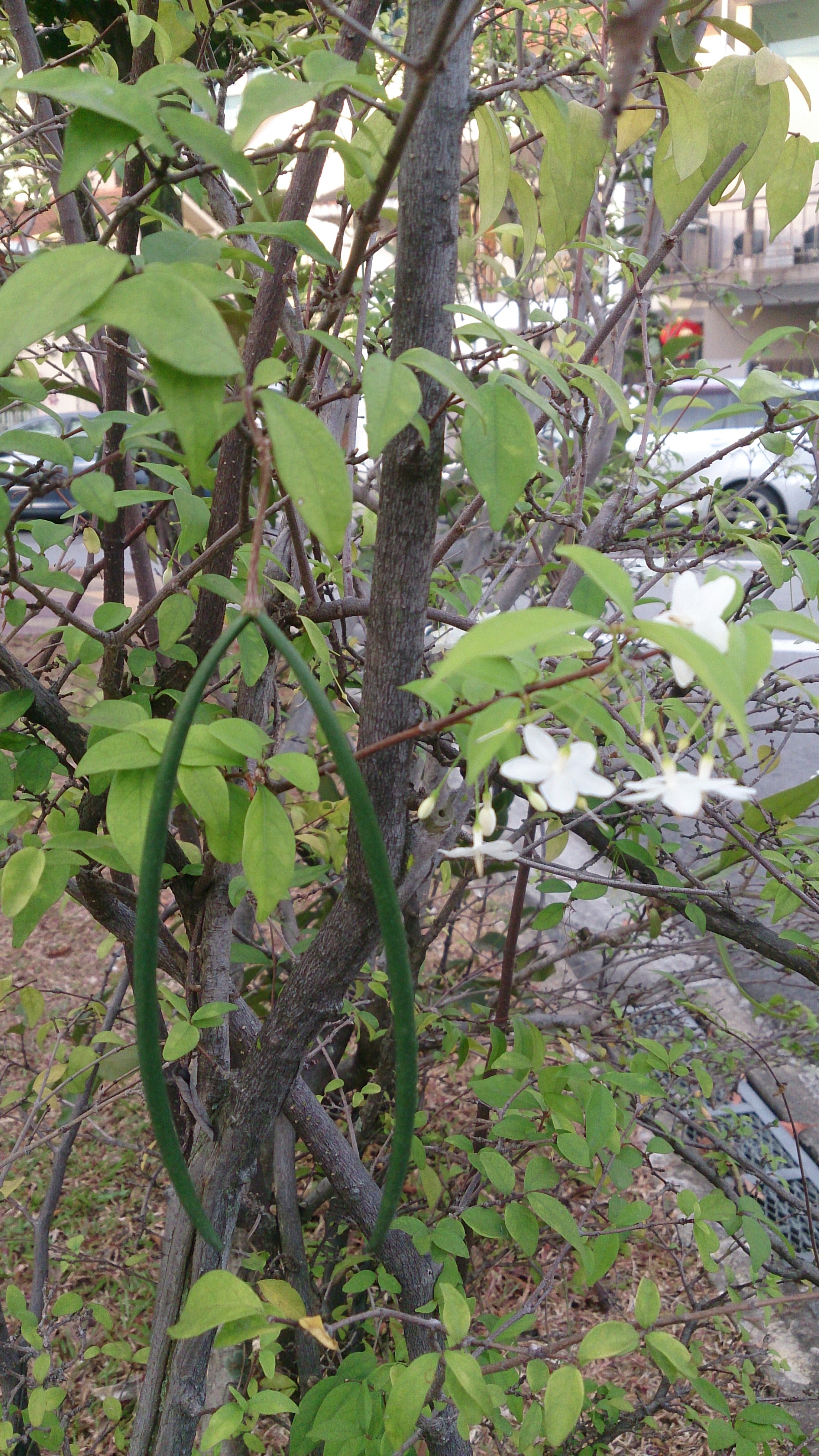 water jasmine