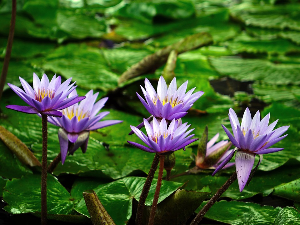 water lily