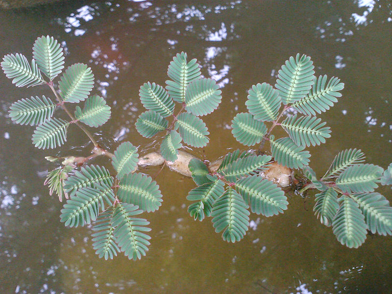 water mimosa