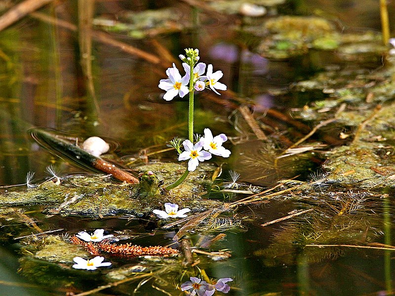 water violet