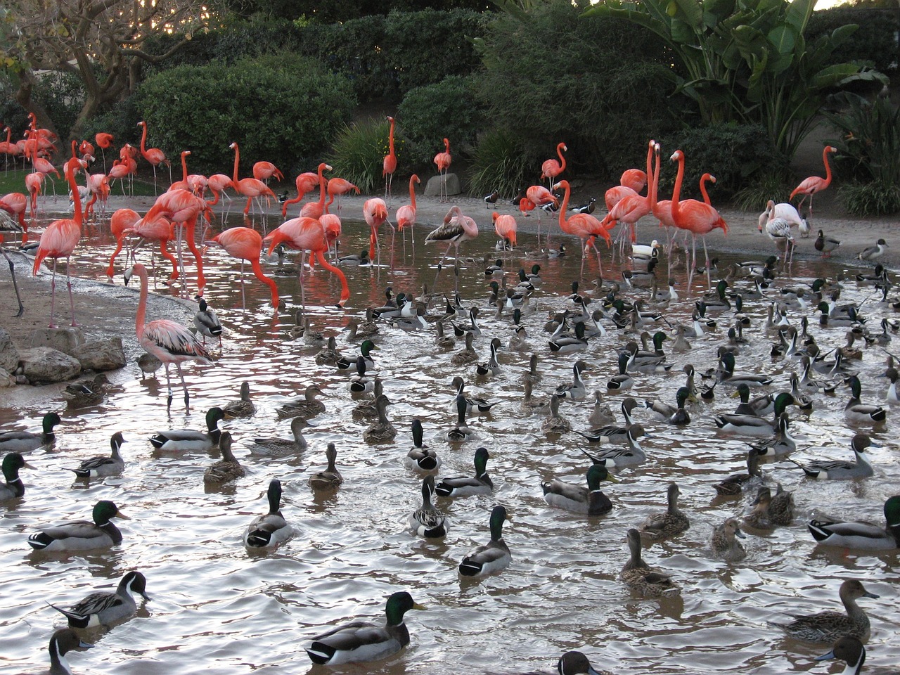 waterfowl