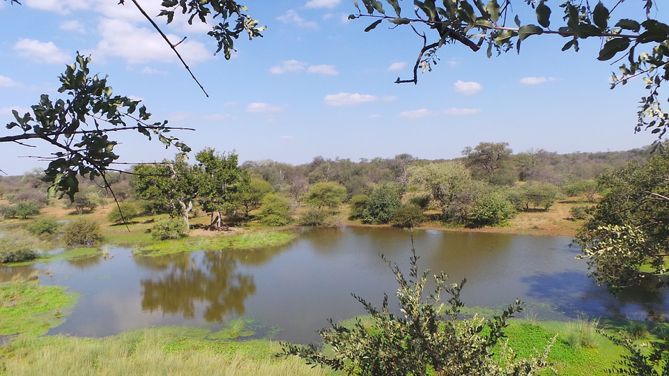 waterhole