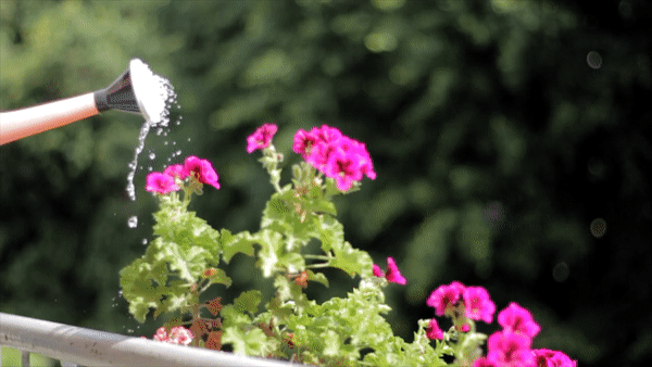 watering pot